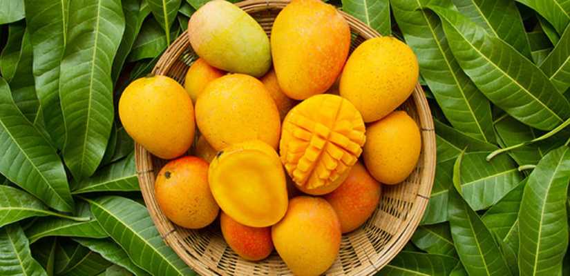 Fresh Mango Suppliers in Pune